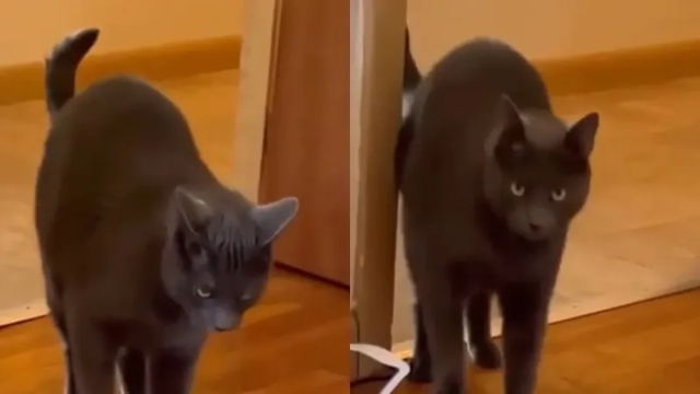 «Вам показалось»: котик украл парфюм и был абсолютно невозмутим