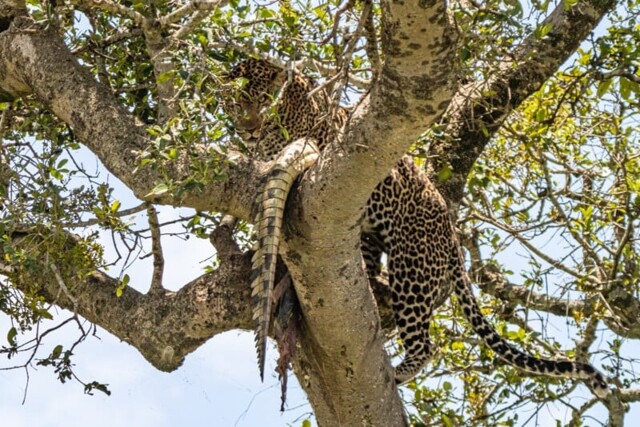 Фотограф заснял леопарда, поедающего крокодила на дереве