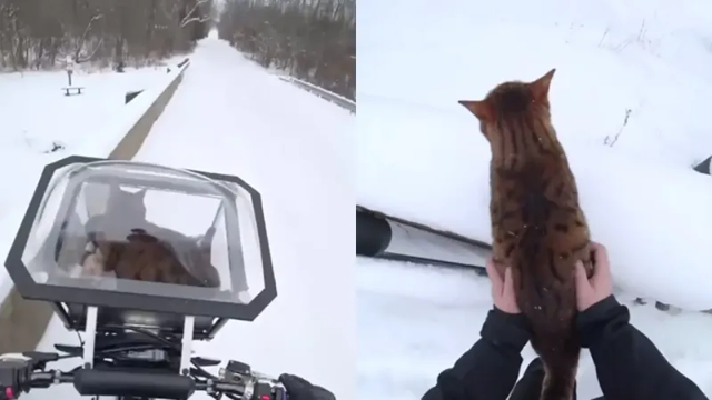 Байкер показал свою зимнюю прогулку с котом, и это великолепно