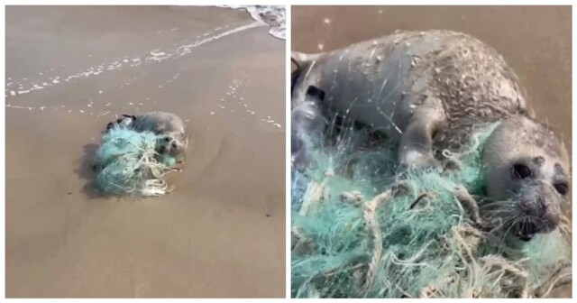В Дагестане мужчина спас детёныша тюленя, запутавшегося в рыболовной сети