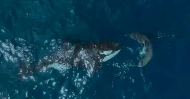 Редкий момент: 60-летняя косатка убивает белую акулу