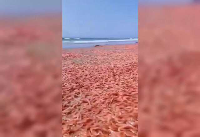 В Йемене на берег выбросило несколько тонн морских креветок