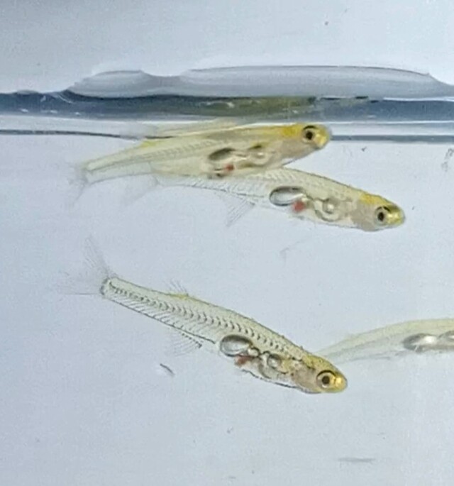 Крохотные рыбки Danionella cerebrum издают звуки, сравнимые с шумом взлетающего реактивного самолета