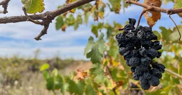 Австралийские фермеры вырубают миллионы виноградных лоз из-за переизбытка вина