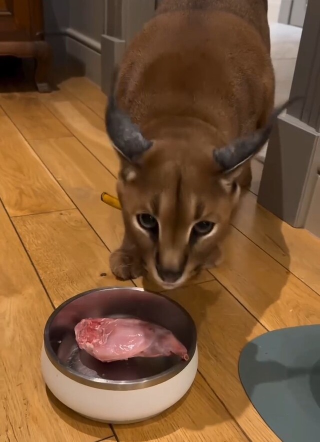 Милый котик хочет кушать!