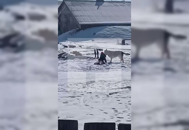 Вцепилась клыками и потащила по снегу: двое мужчин едва отбили ребенка от агрессивной собаки под Иркутском
