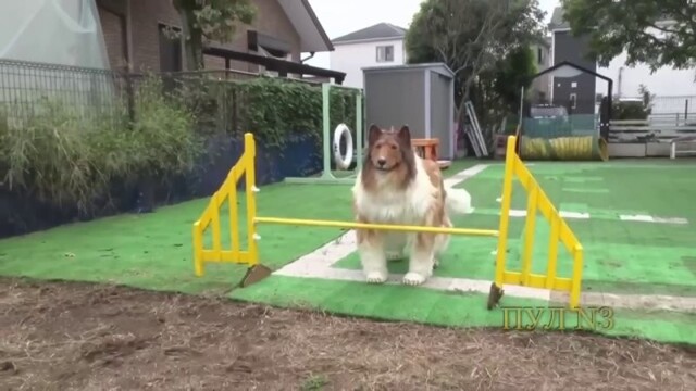 Японец, который стал собакой, теперь проходит курсы дрессировки и готовится к соревнованиям среди псов