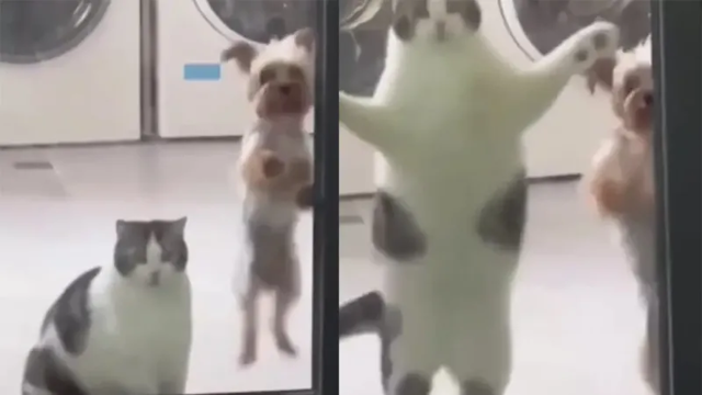 Забавные попытки пса и кота открыть дверь в комнату