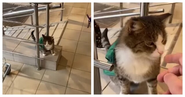 В Подмосковье кота приняли на работу в магазин