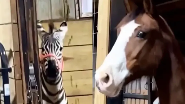 Реакция коня, впервые в жизни увидевшего зебру