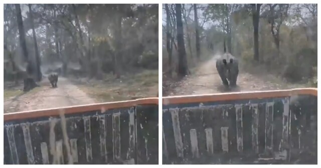 Носорог несколько минут преследовал автомобиль с туристами