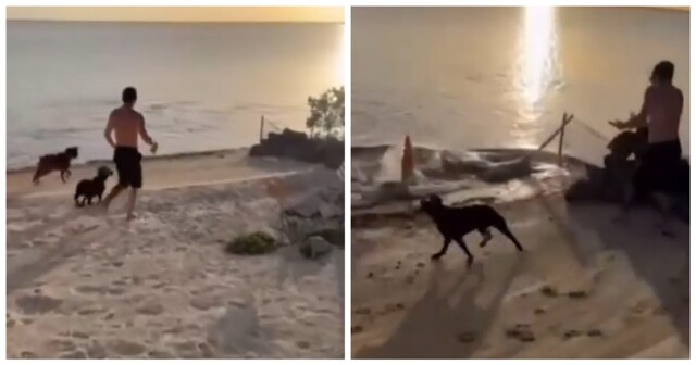 Рыба-пила попыталась атаковать собак на берегу