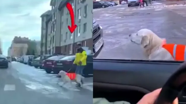 Собака-поводырь переводит хозяина через дорогу