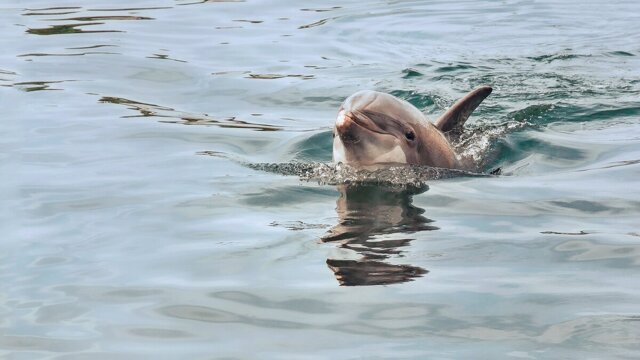 Самый героический дельфин в истории, который спас сотни моряков