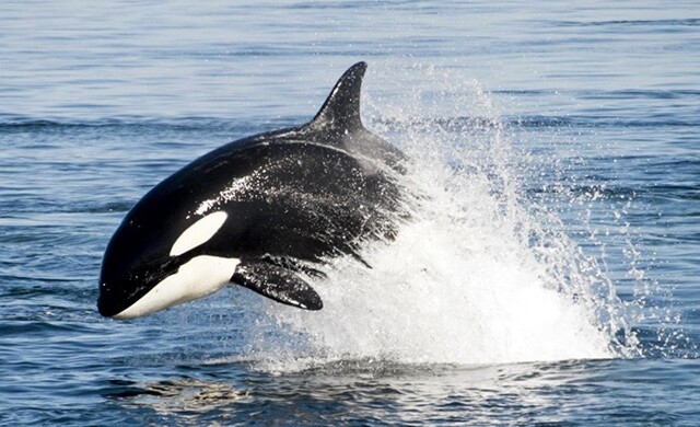 Грустная история косатки, которая помогала китобоям