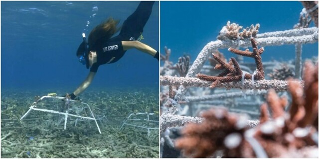 Учёные нашли способ спасти коралловые рифы