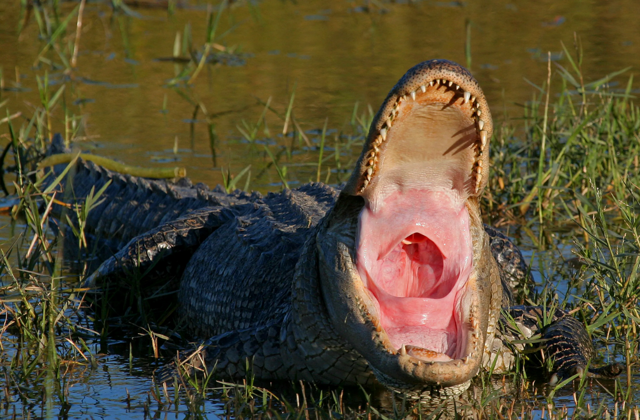 Зачем крокодилы мурлыкают как котики? Ведь у них даже нет голосовых связок!