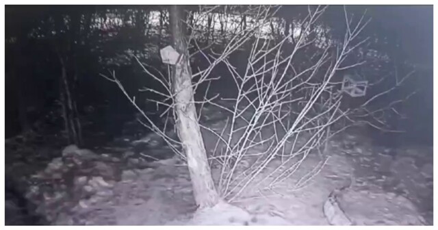 Таинственный похититель свиного жира в Забайкалье попал на видео