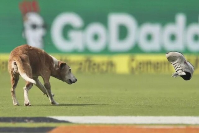 Бездомный пёс выбежал  на поле для крикета