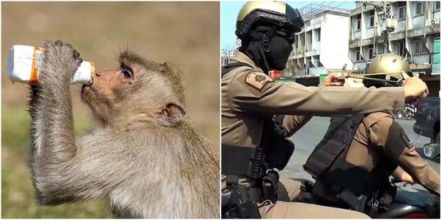 "Банды" обезьян терроризируют тайский город