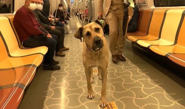Удивительная история пса Боджи, который ездит в общественном транспорте