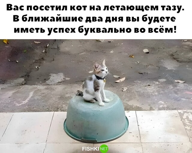 Скрины из соцсетей            