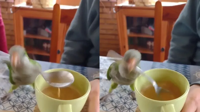 Попугай судорожно пытался помочь хозяевам размешать кофе