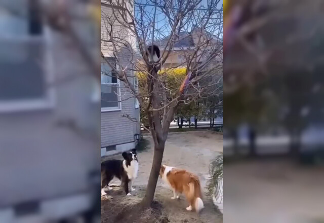 Ловкий котик помог псам достать их любимую игрушку