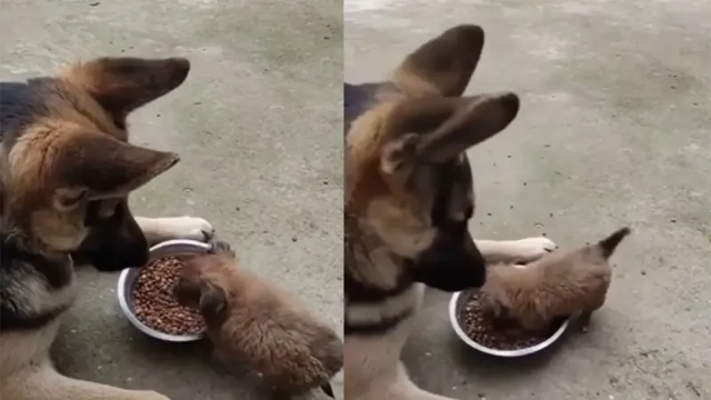Жадный щенок отгоняет пса от миски