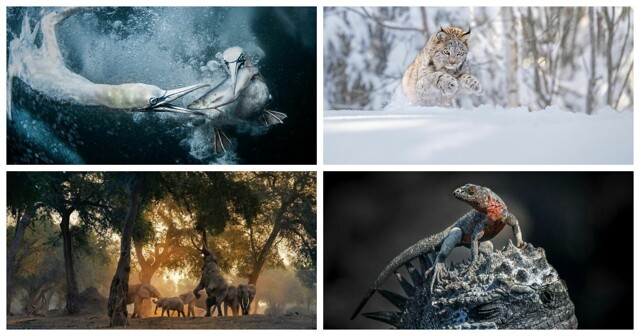 25 победителей фотоконкурса World Nature Photography Awards 2024