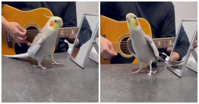 Музыкальная пауза с попугаем
