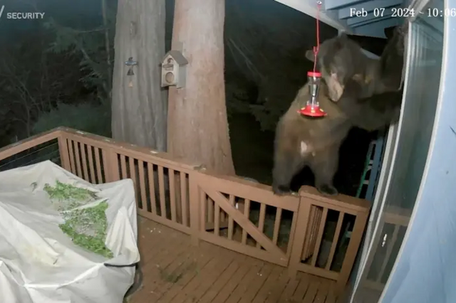 Медведь пытался пробраться в дом через дверь для собаки