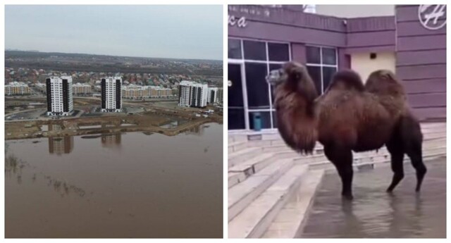 "Чем его эвакуировать, мы не знаем!" В Оренбурге упрямый верблюд Даша не хочет спасаться от наводнения