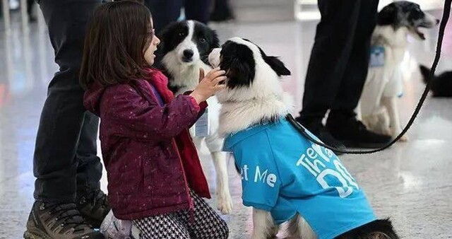 В турецком аэропорту появились собаки-терапевты