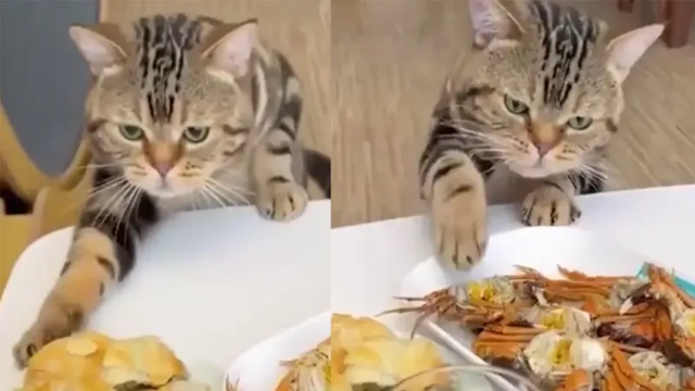 Вечно голодный кот ворует еду со стола
