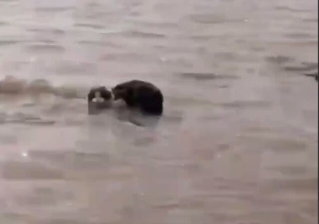 «Держись, братан!»: в затопленном оренбургском коттеджном посёлке мужчины спасли кошку