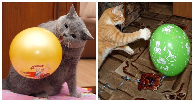 Реакция котиков на воздушные шары