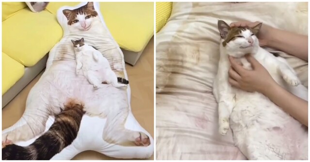 В Китае стали популярны гигантские подушки в виде домашних животных