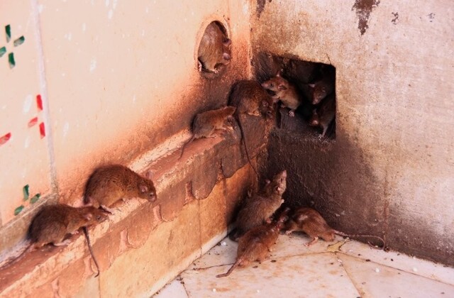 В Челябинской области пансионерка развела дома сотни крыс думая, что это мангусты