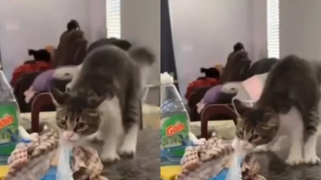 Котёнок пытается стащить пакет с едой