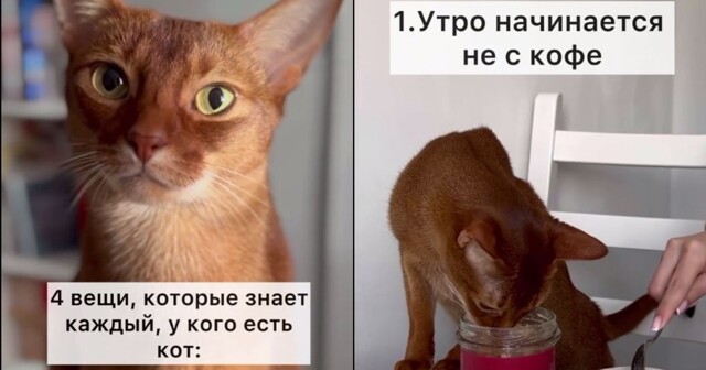 4 вещи, которые знает каждый, у кого есть кот