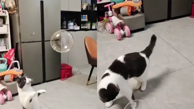 Реакция кота на мыльный пузырь