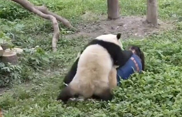 Нападение панд на смотрительницу попало на видео