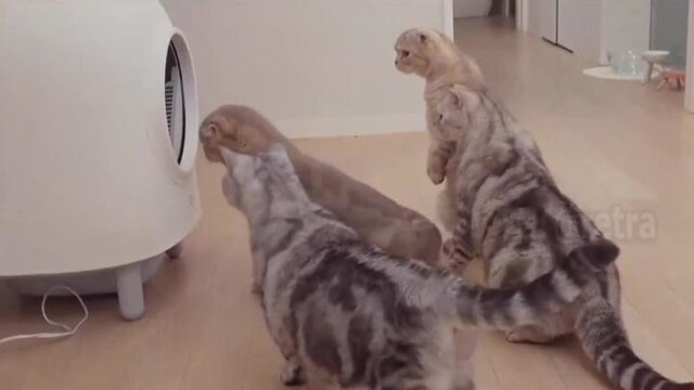 Реакция котов на туалет с функцией самоочистки