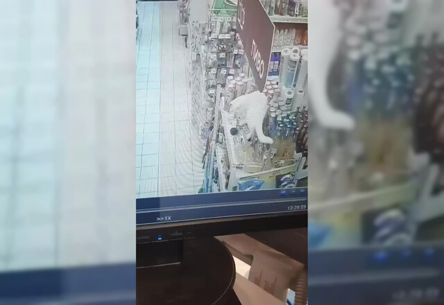 Животное ворвалось в магазин и устроило лютый погром