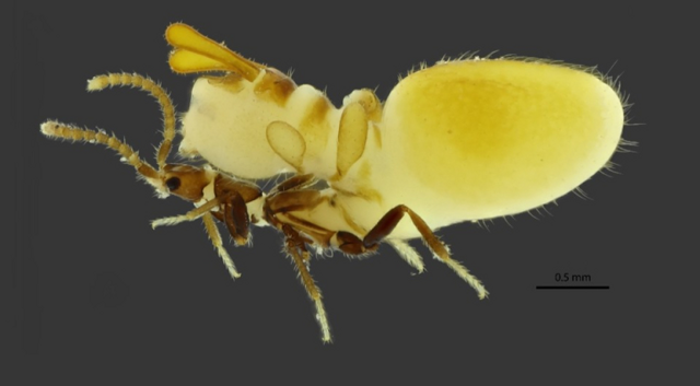 Австроспирахта: жук отрастил чучело термита на спине, чтобы обмануть колонию