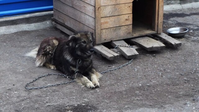 Собаку укрыли в доме: в Златоусте мать четверых детей спряталась от приставов в собачьей будке