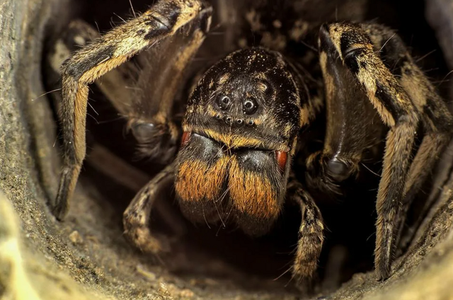 Крупный паук в России, которого действительно стоит опасаться