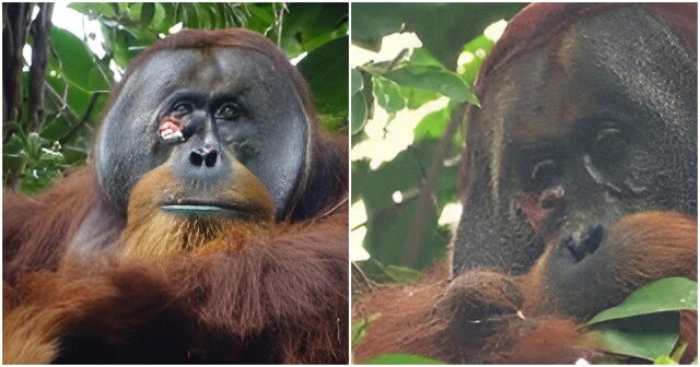 Дикий орангутан доказал, что приматы умеют лечиться с помощью фитотерапии