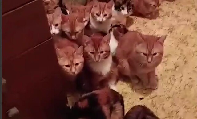 Больше десятка кошек вынуждены жить в крошечном коридоре квартиры